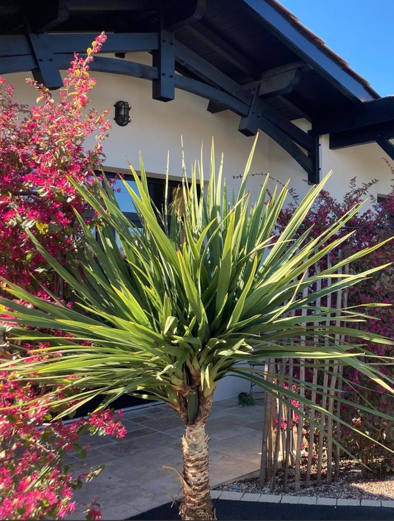 Hotel Particulier - Les Lodges Du Bassin D'Arcachon- Petit-Dejeuner Sur Demande- Prestations Haut De Gamme Gujan-Mestras Zewnętrze zdjęcie